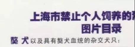 也是属于上海市禁养犬名单里的