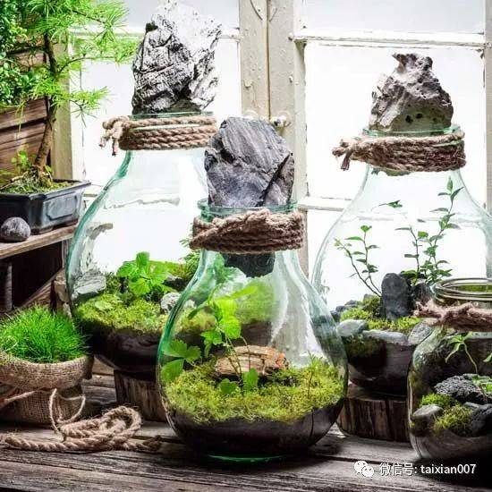 世界顶级苔藓微景观造景,学了就是自己的!