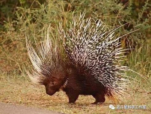 【科学小故事】夏眠的动物