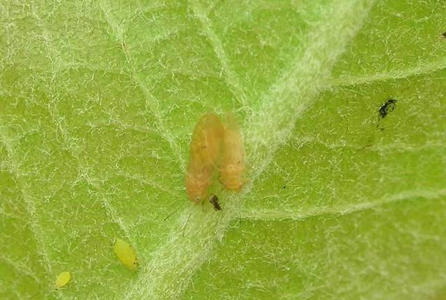 梨树八大虫害,高清图谱 防治方法!