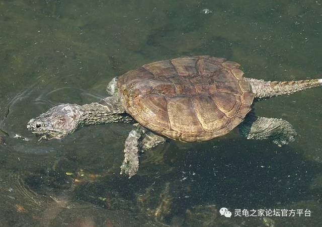 北美小鳄龟是一种体型偏大的水龟,它们有着三角形的宽大脑袋,粗糙的背