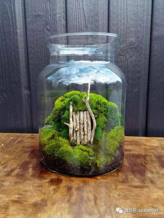 世界顶级苔藓微景观造景,学了就是自己的!