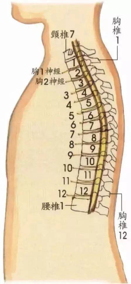 第一腰椎 l1