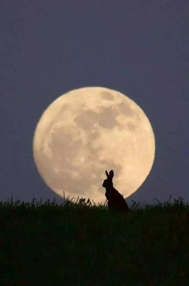 原创拥有月亮的兔子不再快乐