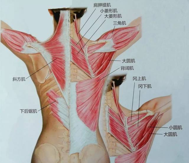 钝痛,怕冷,活动受限,"五十肩"的手法治疗帮您搞定!