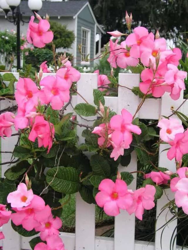 养这7种耐热花卉在夏季灿烂开花,不怕被晒死,露天养护