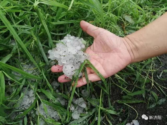 【聚焦】济阳曲堤,垛石突遭雹灾,雹子大如核桃!许多果树受灾严重!