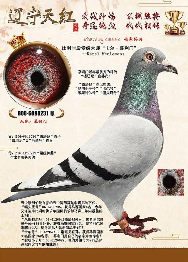 中短距离杰出赛鸽--慕利门实战鸽系专场