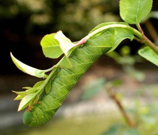 一种长相可爱的虫子——猪儿虫