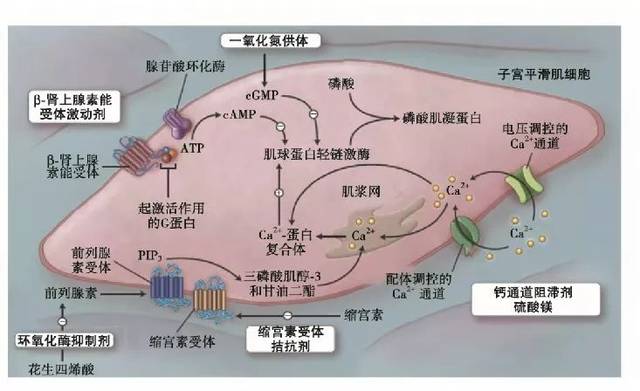 本文着重探讨国内常用的β2-受体激动剂和缩宫素受体拮抗剂: β2