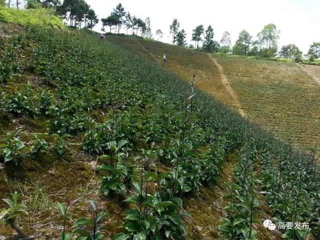 巴戟天种植基地 "高要是天然的"南药之乡",这里的地貌地势,阳光