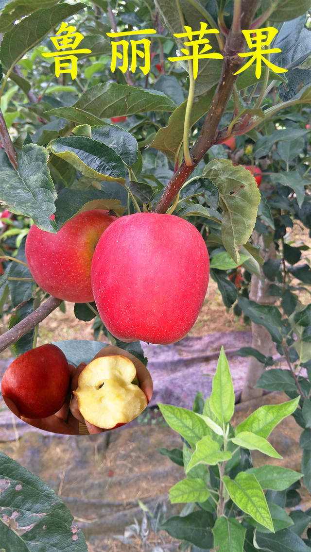 果型鲜亮且高桩,鲁丽苹果是新的苹果品种又叫山东"小蛇果"