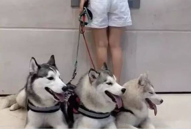 路人到取款机灰色,三只二哈当主人,教程笑喷了取钱保镖词排名图片