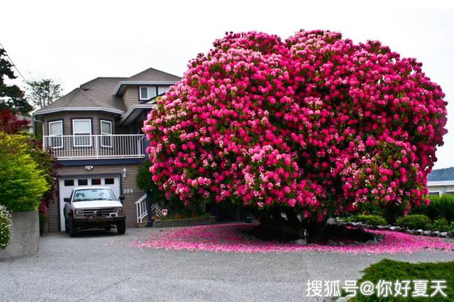 125年树龄的杜鹃花树.