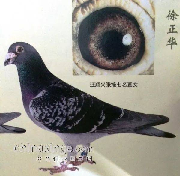 中国长距离翘楚"吴淞" 史上名鸽及冠军