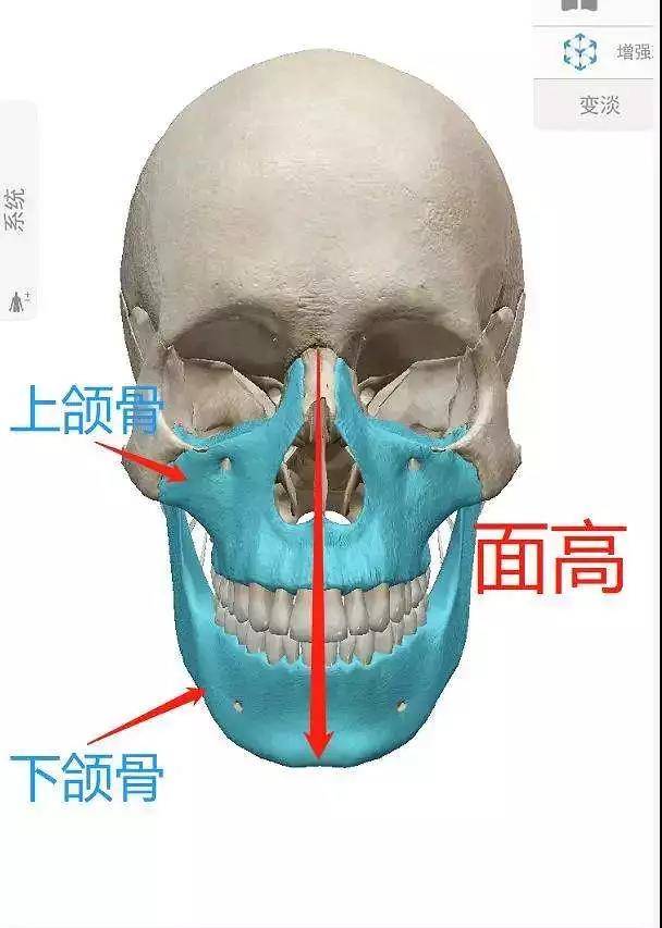 上颌骨发育过度可能会出现凸嘴的情况,下颌骨发育过度则存在瘪嘴甚至