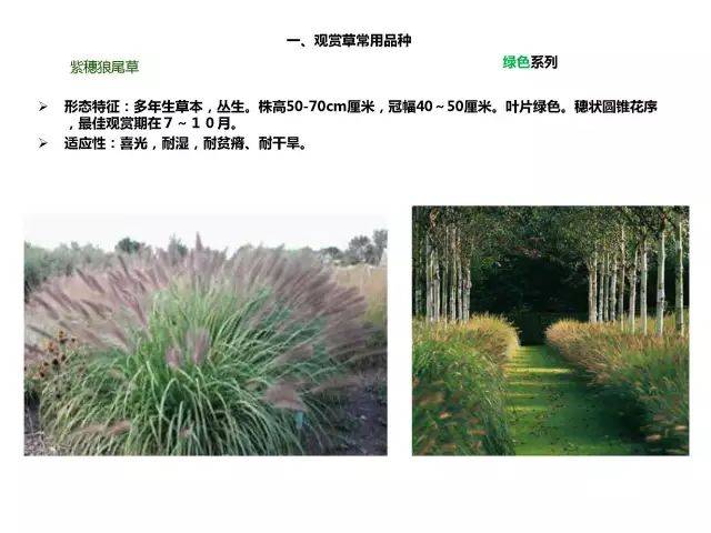 50种·常用观赏草品种,图文并茂