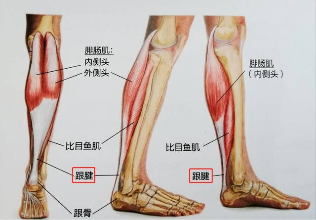 足跟痛,跟腱僵硬,跟腱炎有哪些康复训练可以缓解?