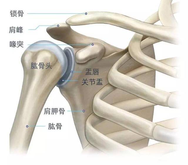 专业运动康复师说:撸铁中的这4点,可能毁了你的肩关节