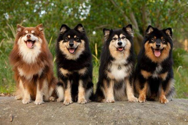 北因努伊特犬原产于英格兰,它的名字源于奇努克部落的古老语言,意思