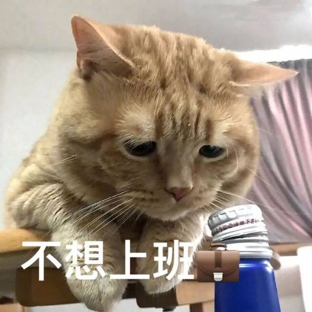 为什么每个小表情都如此真实 是一只废猫没错了