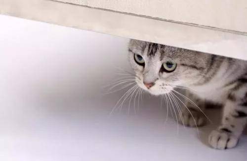 猫咪出现应激反应怎么办?轻则绝食,重则重病