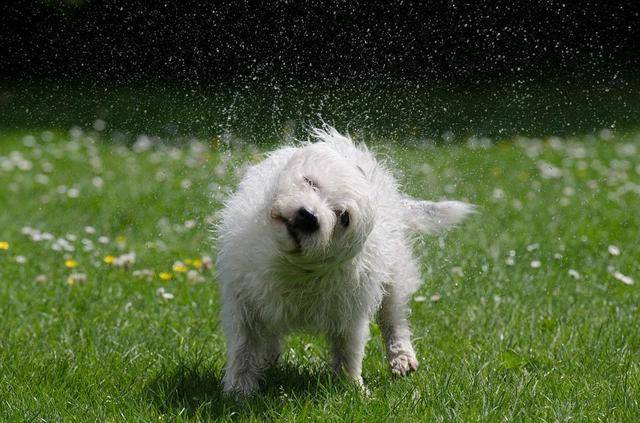 狗狗洗澡后甩头抖毛,不只是因为在甩水,可能在安慰自己受了伤害