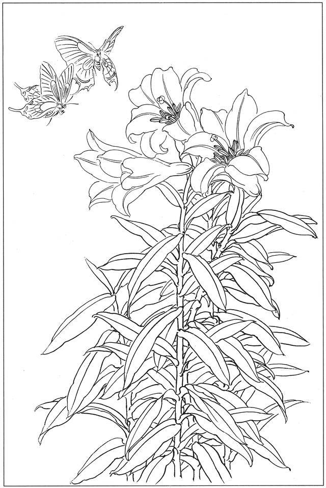 学习国画百合花必备白描线搞