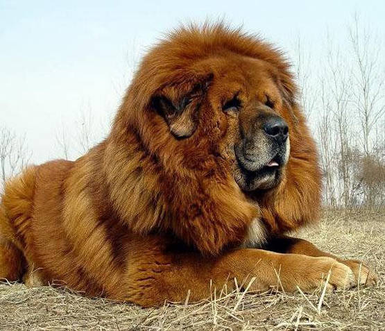 藏獒的排名_中国藏獒十大獒王排名