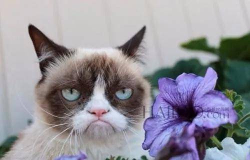 猫咪出现应激反应怎么办?轻则绝食,重则重病