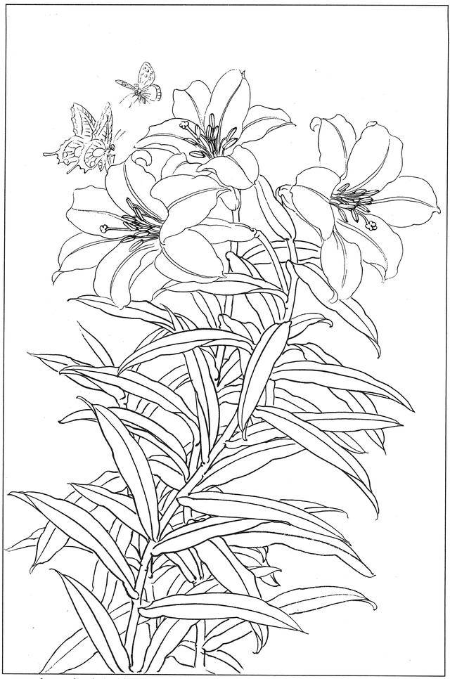 学习国画百合花必备白描线搞