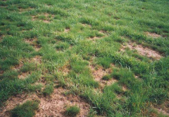 草坪草主要病害虫害发生规律和防治方案-草坪病虫害综合防治和日常