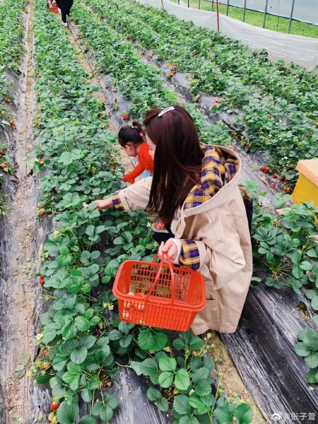 照片中张子萱在摘草莓,还有两个月就满3岁的女儿安安意外入境,母女俩