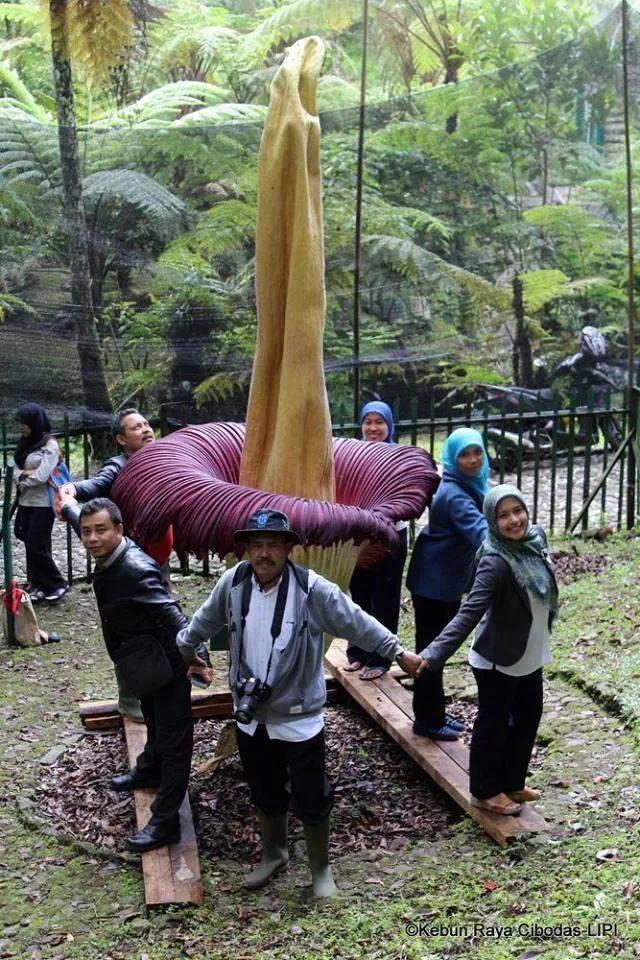 巨魔芋amorphophallus titanium