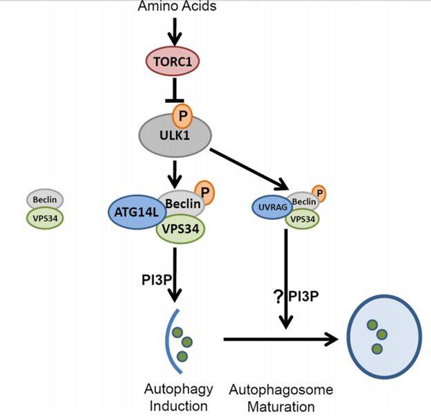 nature带你走进自噬关键调控蛋白复合物-beclin 1
