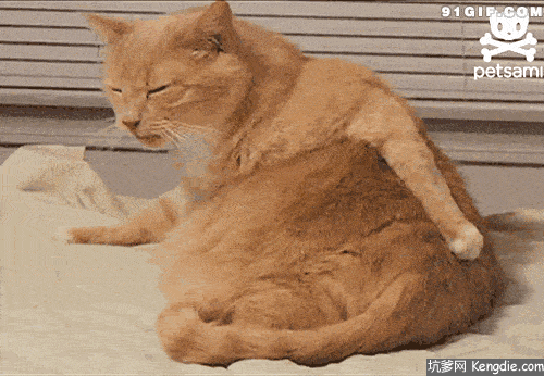 橘猫哪里像猫了?明明就是一只染了「橘色的猪」,不服来辩