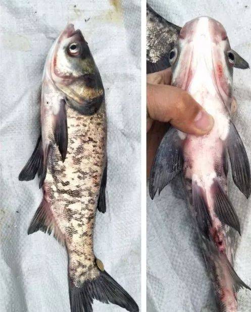 花白鲢败血症(鲢鳙鱼暴发性出血病)流行高发季该如何防控治疗(附:鱼类