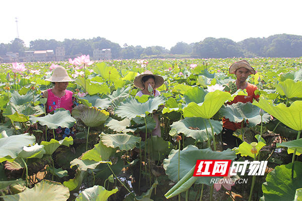 记者来到常宁市胜桥镇苍坪村千亩荷花基地,十多名采莲人正在荷叶间