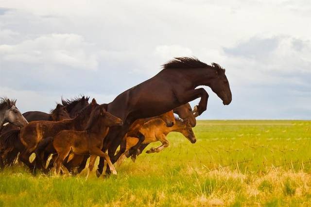 一匹黑马究竟是black horse还是dark horse,两个意思不全一样!