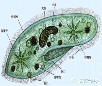 污水处理指示性微生物大全!敏感者慎入