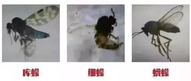 这种吸血小虫比蚊子还毒!被咬后痒奇无比,三