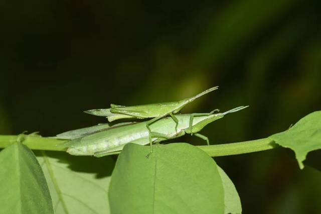 左:短额负蝗(atractomorpha sinensis) 右:中华稻蝗(oxya chinensis)