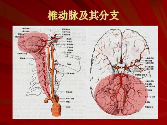 神经解剖:脑血管之动脉系和静脉系(全227页)