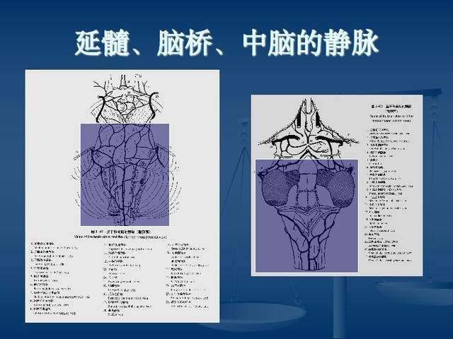 神经解剖:脑血管之动脉系和静脉系(全227页)