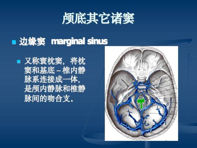 神经解剖:脑血管之动脉系和静脉系(全227页)