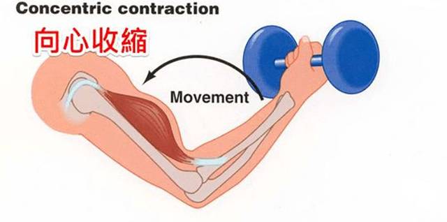 向心好还是离心好?肌肉收缩傻傻分不清