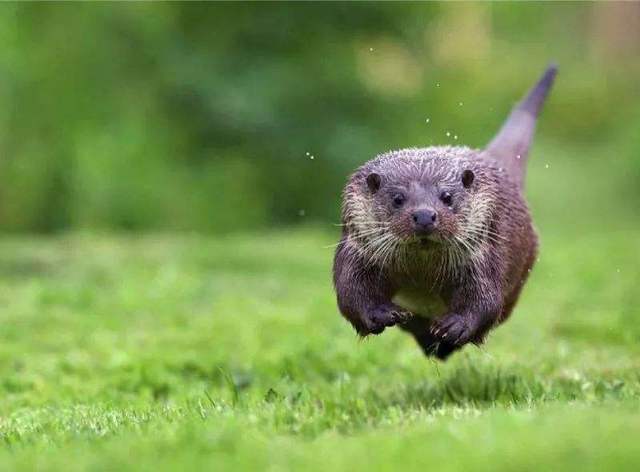 日本正悄然掀起养水獭风潮,这一喜好恐将它们