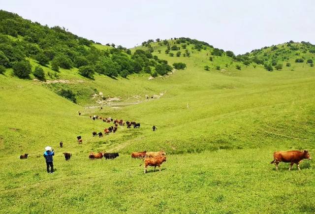 小编微信:3363866385 草原大巴山正阳草原岚皋县平利县 平台声明