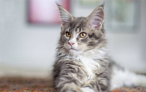 【奇妙の猫咪物语】缅因猫吃什么维生素,缅因