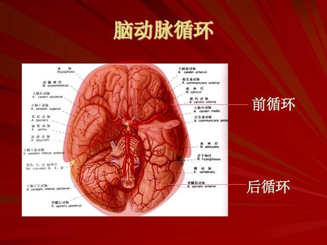 神经解剖:脑血管之动脉系和静脉系(全227页)